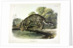 Ocelot, Felis Pardalis, 1845 by John J. Audubon