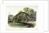 Ocelot, Felis Pardalis, 1845 by John J. Audubon