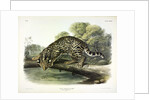 Ocelot, Felis Pardalis, 1845 by John J. Audubon
