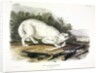 White American Wolf, Canis Lupus. 1845 by John J. Audubon