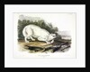 White American Wolf, Canis Lupus. 1845 by John J. Audubon