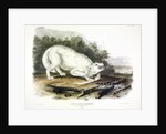 White American Wolf, Canis Lupus. 1845 by John J. Audubon