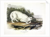 White American Wolf, Canis Lupus. 1845 by John J. Audubon
