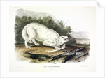 White American Wolf, Canis Lupus. 1845 by John J. Audubon
