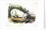 White American Wolf, Canis Lupus. 1845 by John J. Audubon