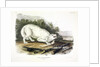 White American Wolf, Canis Lupus. 1845 by John J. Audubon