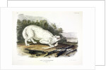White American Wolf, Canis Lupus. 1845 by John J. Audubon