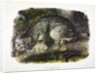 Canada Lynx, Lynx Canadensis, 1845 by John J. Audubon