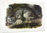 Canada Lynx, Lynx Canadensis, 1845 by John J. Audubon