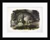 Canada Lynx, Lynx Canadensis, 1845 by John J. Audubon