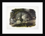 Canada Lynx, Lynx Canadensis, 1845 by John J. Audubon