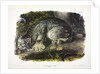 Canada Lynx, Lynx Canadensis, 1845 by John J. Audubon