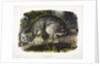 Canada Lynx, Lynx Canadensis, 1845 by John J. Audubon