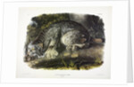 Canada Lynx, Lynx Canadensis, 1845 by John J. Audubon