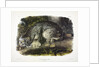 Canada Lynx, Lynx Canadensis, 1845 by John J. Audubon