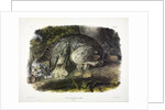 Canada Lynx, Lynx Canadensis, 1845 by John J. Audubon