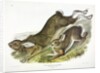 Northern Hare, Lepus Americanus, 1845 by John J. Audubon