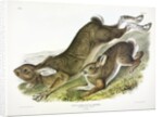Northern Hare, Lepus Americanus, 1845 by John J. Audubon