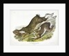 Northern Hare, Lepus Americanus, 1845 by John J. Audubon