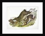 Northern Hare, Lepus Americanus, 1845 by John J. Audubon