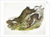 Northern Hare, Lepus Americanus, 1845 by John J. Audubon