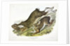Northern Hare, Lepus Americanus, 1845 by John J. Audubon