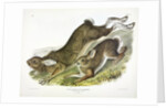 Northern Hare, Lepus Americanus, 1845 by John J. Audubon