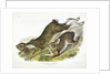 Northern Hare, Lepus Americanus, 1845 by John J. Audubon