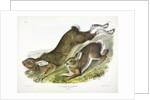 Northern Hare, Lepus Americanus, 1845 by John J. Audubon