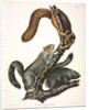 Cat Squirrel, Sciurus Cinereus, 1845 by John J. Audubon