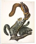 Cat Squirrel, Sciurus Cinereus, 1845 by John J. Audubon