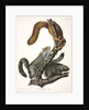 Cat Squirrel, Sciurus Cinereus, 1845 by John J. Audubon