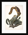 Cat Squirrel, Sciurus Cinereus, 1845 by John J. Audubon