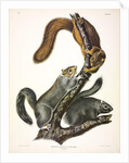 Cat Squirrel, Sciurus Cinereus, 1845 by John J. Audubon