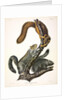 Cat Squirrel, Sciurus Cinereus, 1845 by John J. Audubon