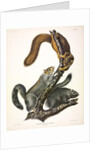 Cat Squirrel, Sciurus Cinereus, 1845 by John J. Audubon