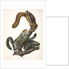 Cat Squirrel, Sciurus Cinereus, 1845 by John J. Audubon