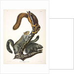 Cat Squirrel, Sciurus Cinereus, 1845 by John J. Audubon