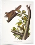 Oregon Flying Squirrel, Pteromys Origonensis, 1845 by John J. Audubon