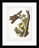 Oregon Flying Squirrel, Pteromys Origonensis, 1845 by John J. Audubon