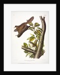 Oregon Flying Squirrel, Pteromys Origonensis, 1845 by John J. Audubon