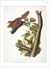 Oregon Flying Squirrel, Pteromys Origonensis, 1845 by John J. Audubon