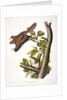 Oregon Flying Squirrel, Pteromys Origonensis, 1845 by John J. Audubon