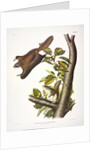 Oregon Flying Squirrel, Pteromys Origonensis, 1845 by John J. Audubon