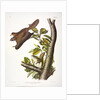 Oregon Flying Squirrel, Pteromys Origonensis, 1845 by John J. Audubon