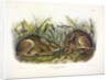 Marsh Hare, Lepus Palustris, 1845 by John J. Audubon