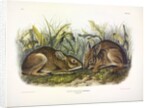 Marsh Hare, Lepus Palustris, 1845 by John J. Audubon