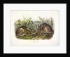 Marsh Hare, Lepus Palustris, 1845 by John J. Audubon