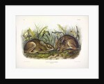 Marsh Hare, Lepus Palustris, 1845 by John J. Audubon