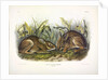Marsh Hare, Lepus Palustris, 1845 by John J. Audubon